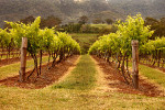 Hunter Valley Winery